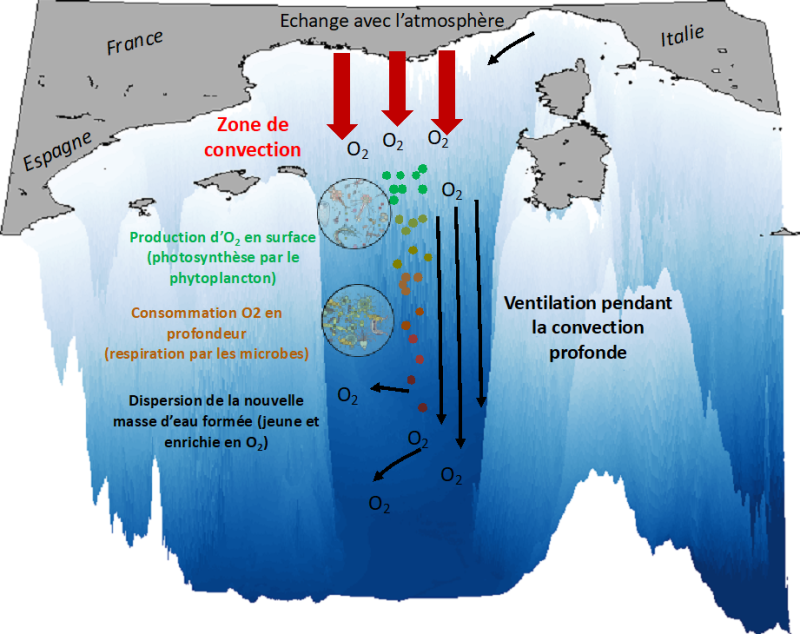 Principe de la ventilation en oxygène en Méditerranée nord-occidentale observée et modélisée à l’aide des campagnes DEWEX-MERMEX du programme MISTRALS