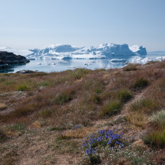 Photo des abords de Jakobshvan Isbrae.