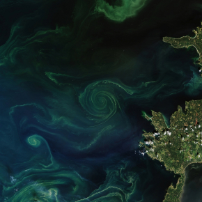 Efflorescence de cyanobactéries en mer Baltique, observé par le Operational Land Imager à bord du satellite Landsat, le 8 juillet 2018. L’image montre comment ce groupe de phytoplancton, visible par son empreinte laiteuse sur la couleur de l’eau, s’organise le long des fronts de submesoéchelle qui s’enroulent et relient les vortex de mesoéchelle. Le plus grand vortex a un diamètre de l’ordre de 30 km. [...]