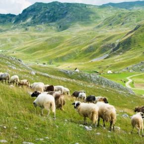 Troupeau de moutons au katun (quartier pastoral) d'Okrugljak, devant l'église du Rosaire.