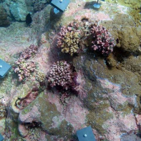 Photo d'un récif corallien instrumenté